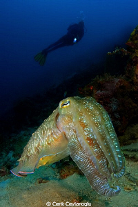 "Super model" Giant cuttle fish by Cenk Ceylanoglu 